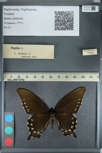 Media type: image;   Entomology 174012